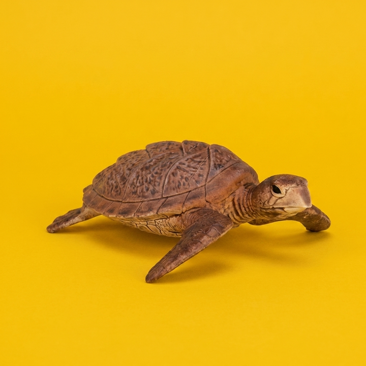Sea Turtle
