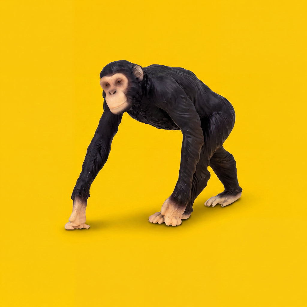 Chimpanzee