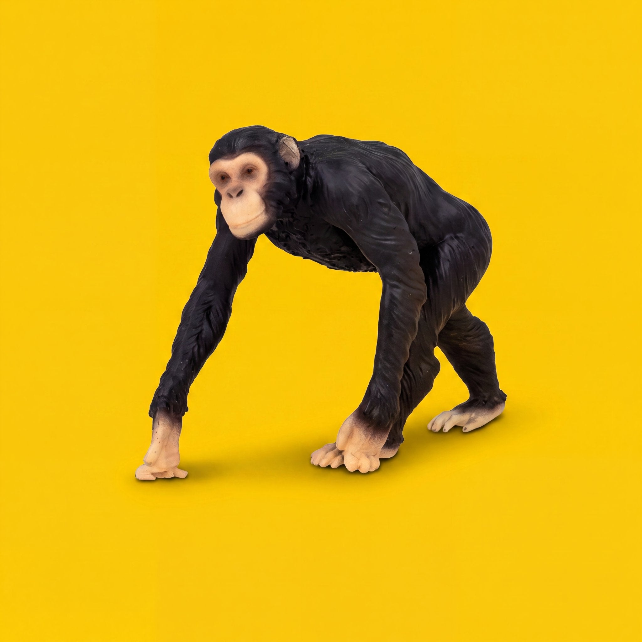Chimpanzee