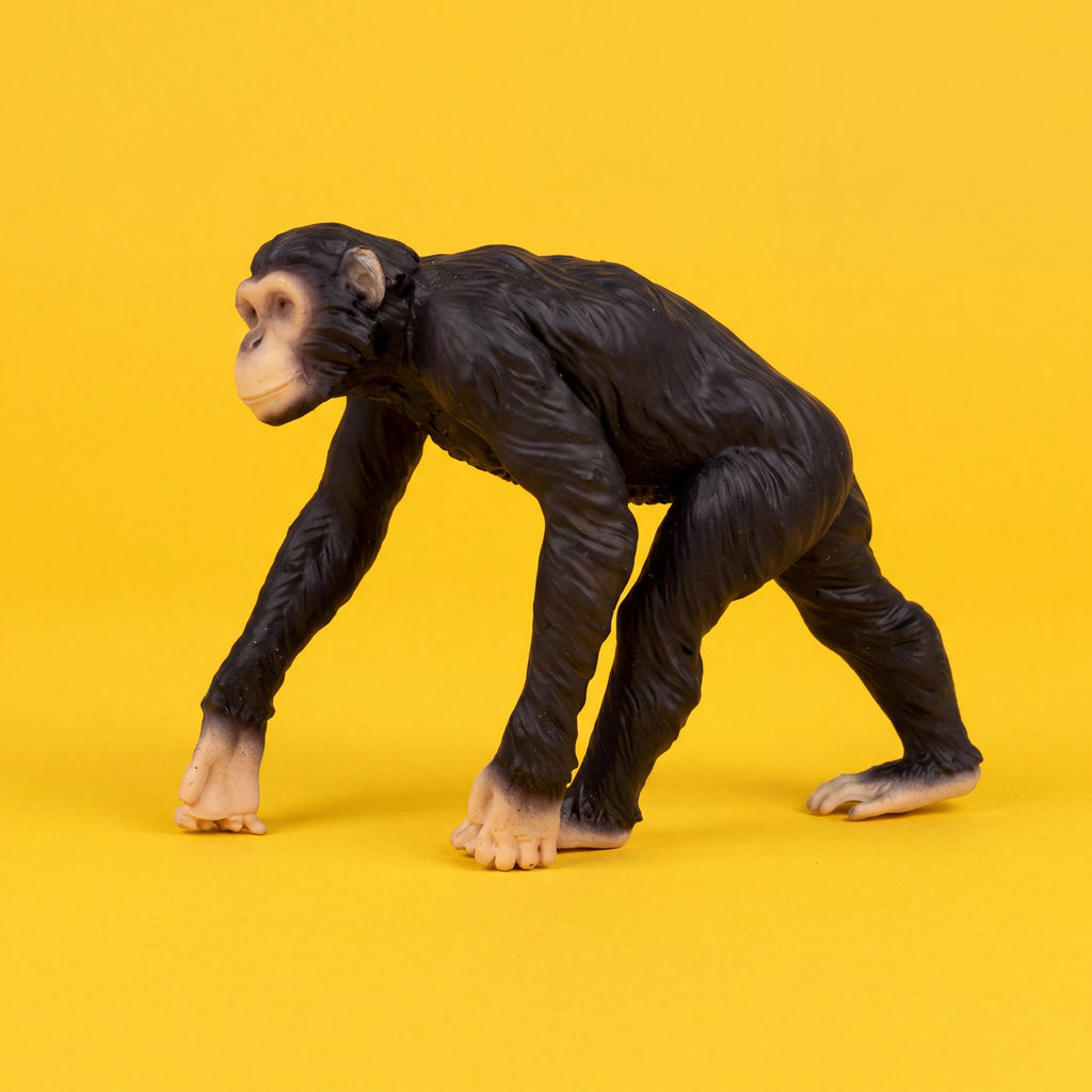 Chimpanzee