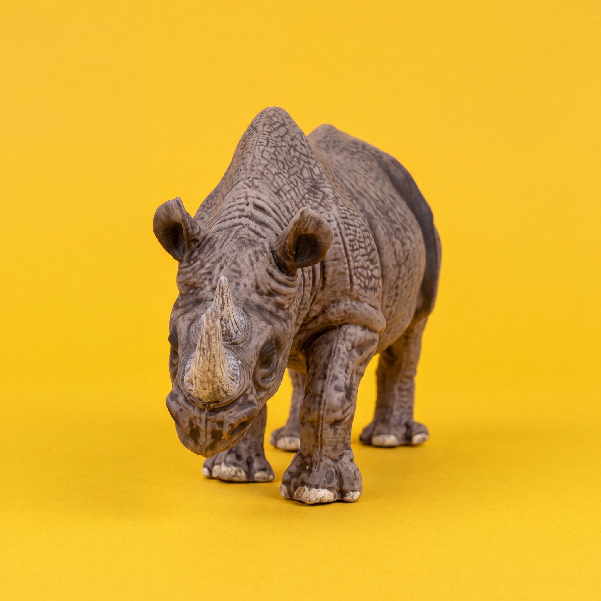 Black Rhinoceros