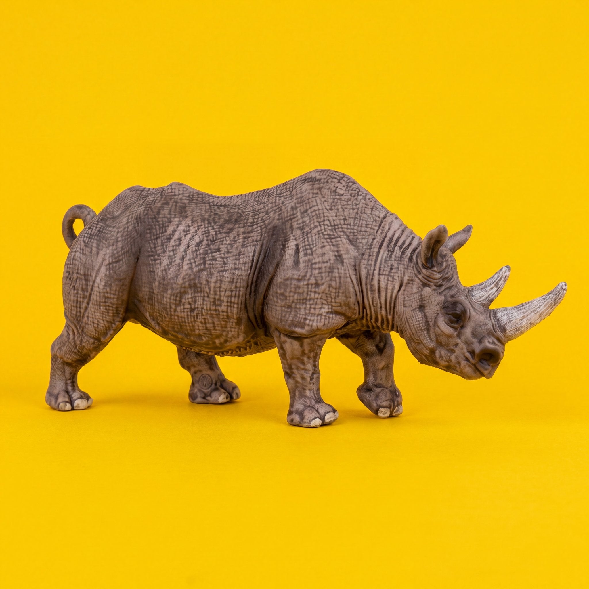 Black Rhinoceros
