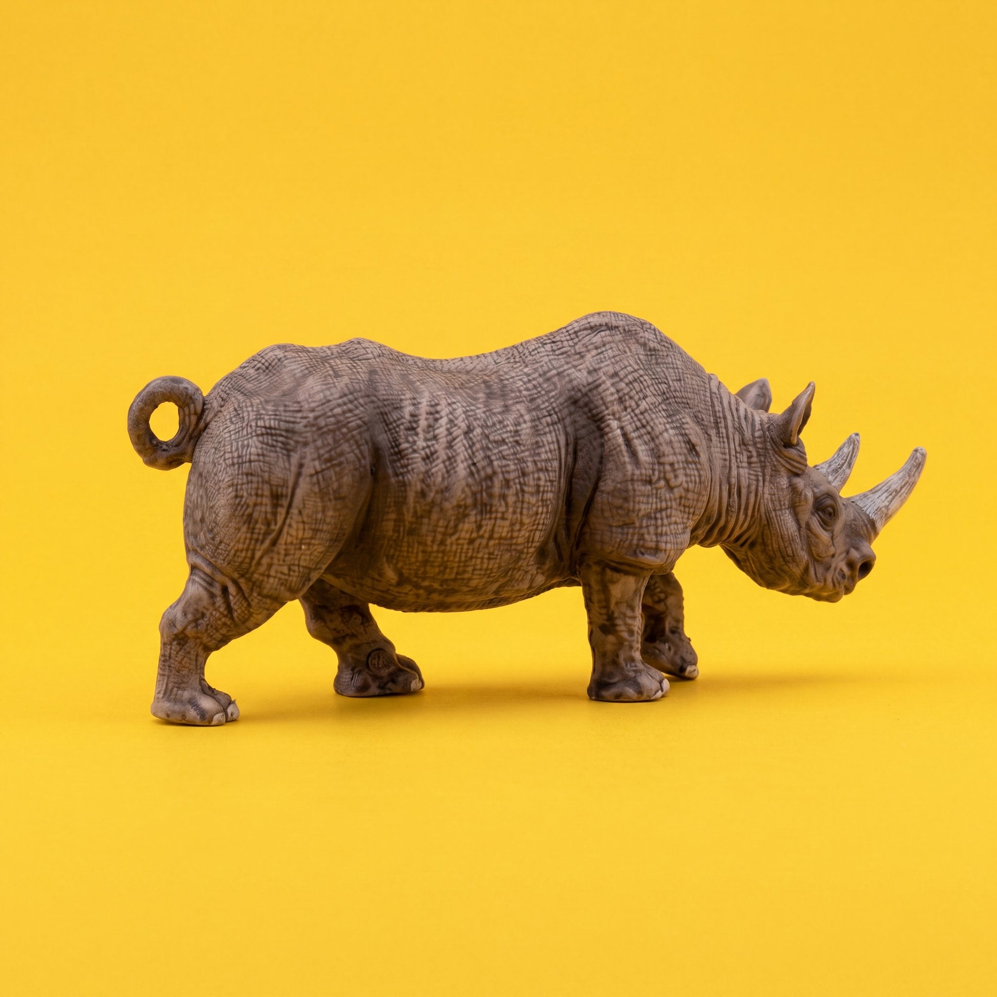 Black Rhinoceros
