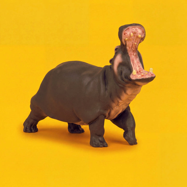Hippopotamus