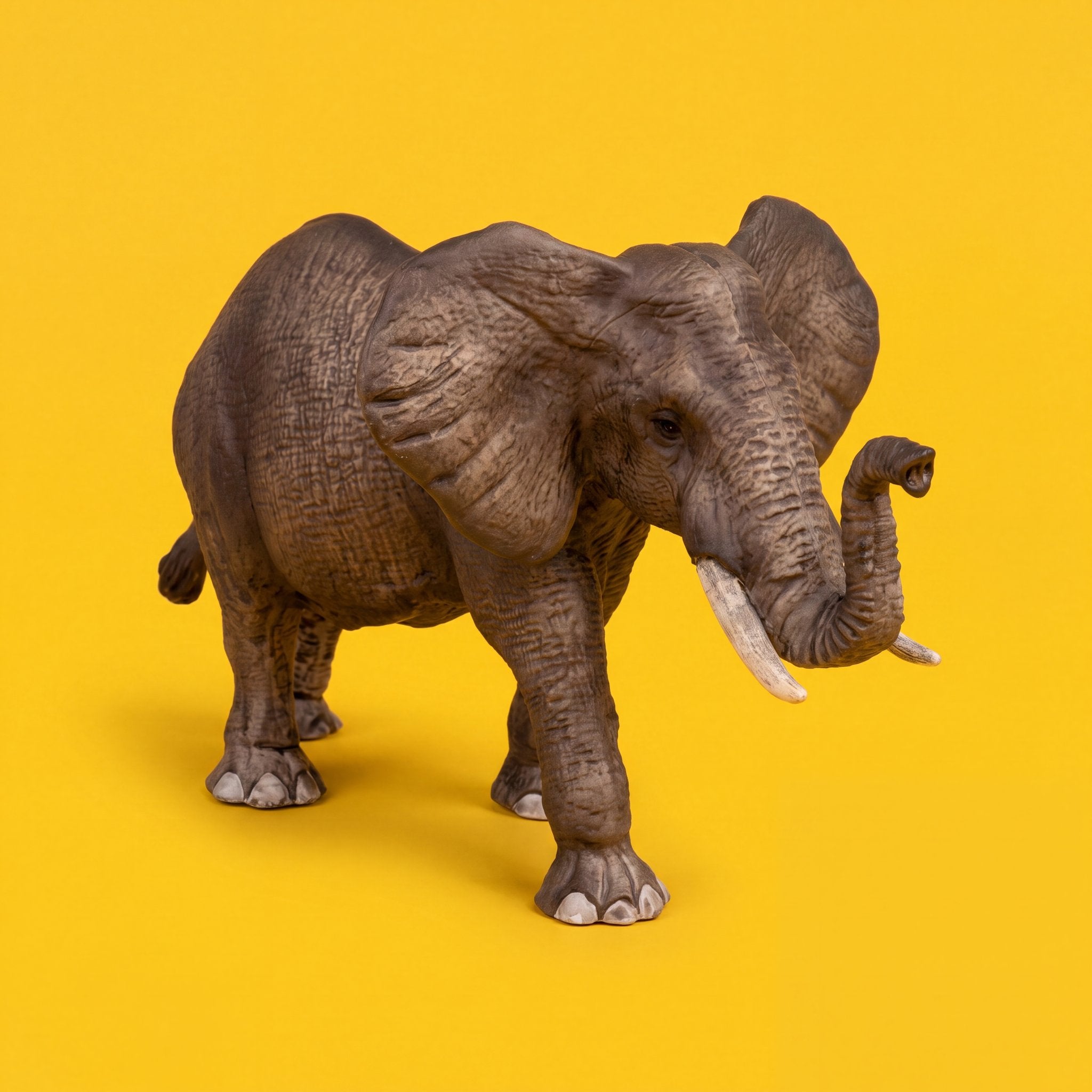 African Elephant