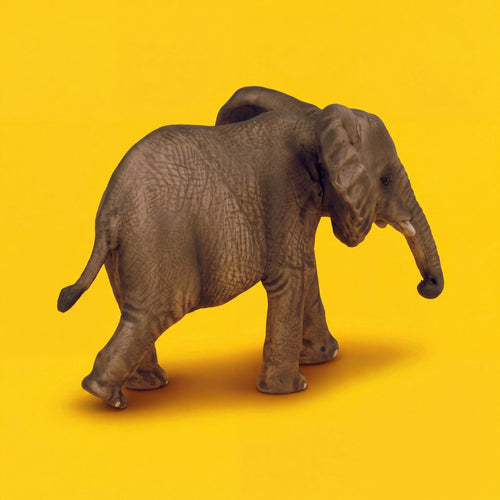African Elephant Calf
