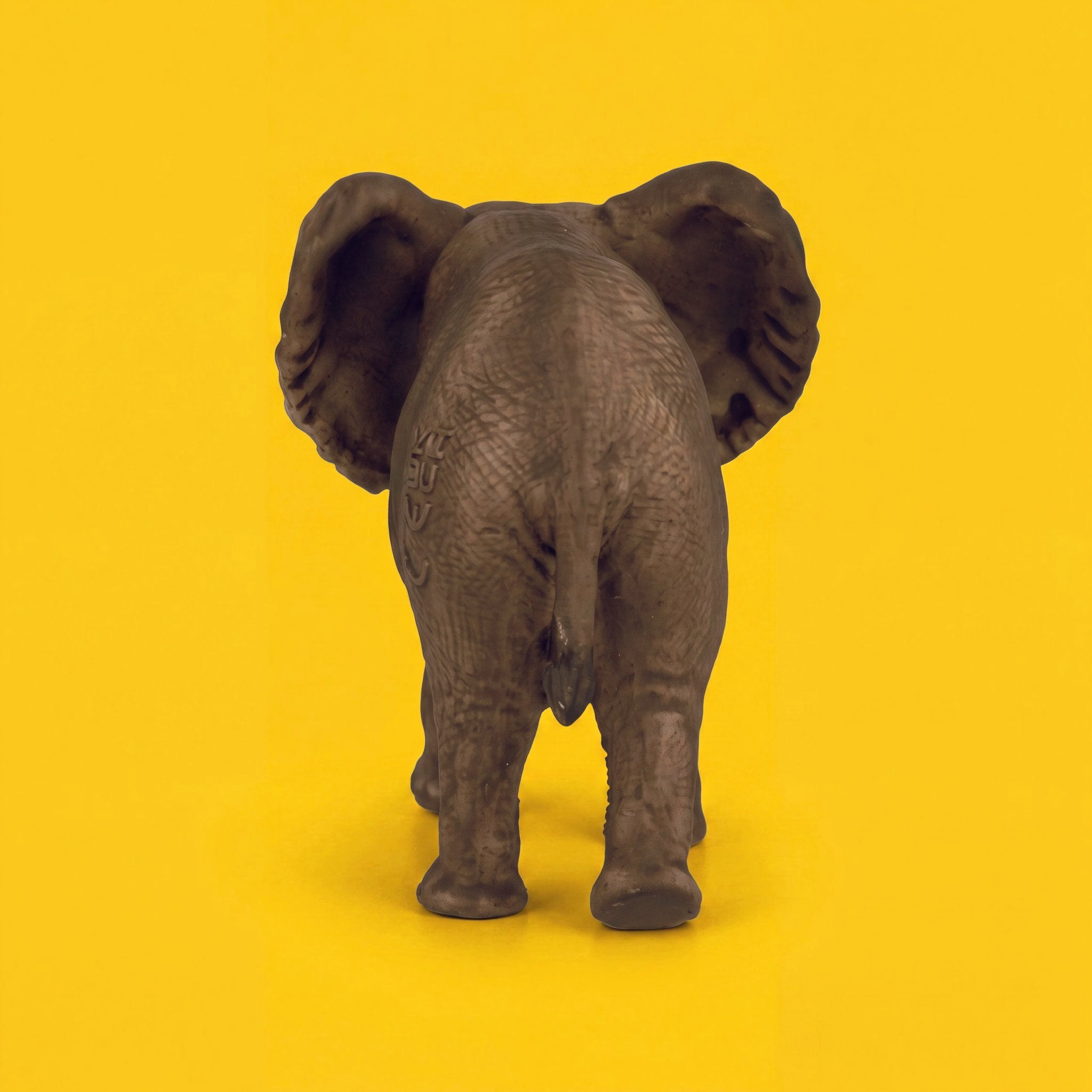 African Elephant Calf