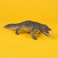 Alligator