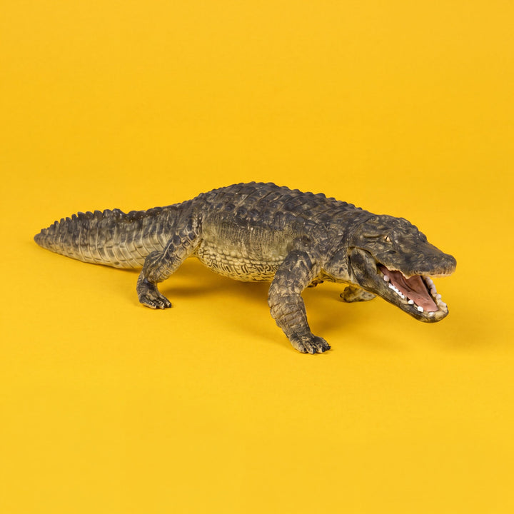 Alligator