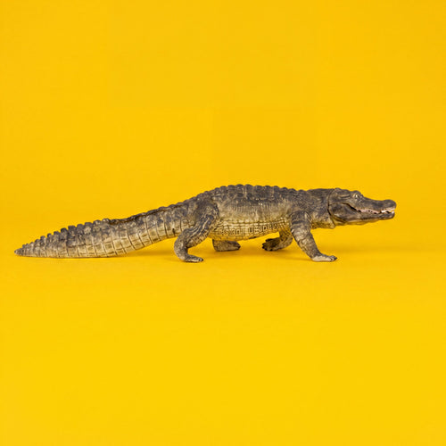 Alligator