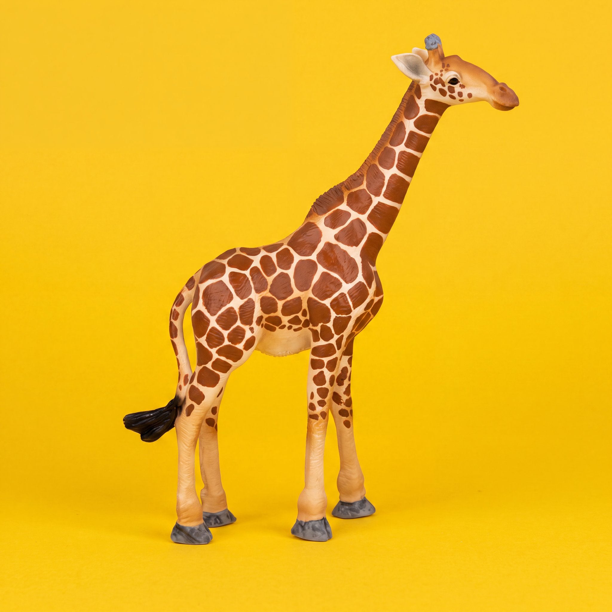 Giraffe Male