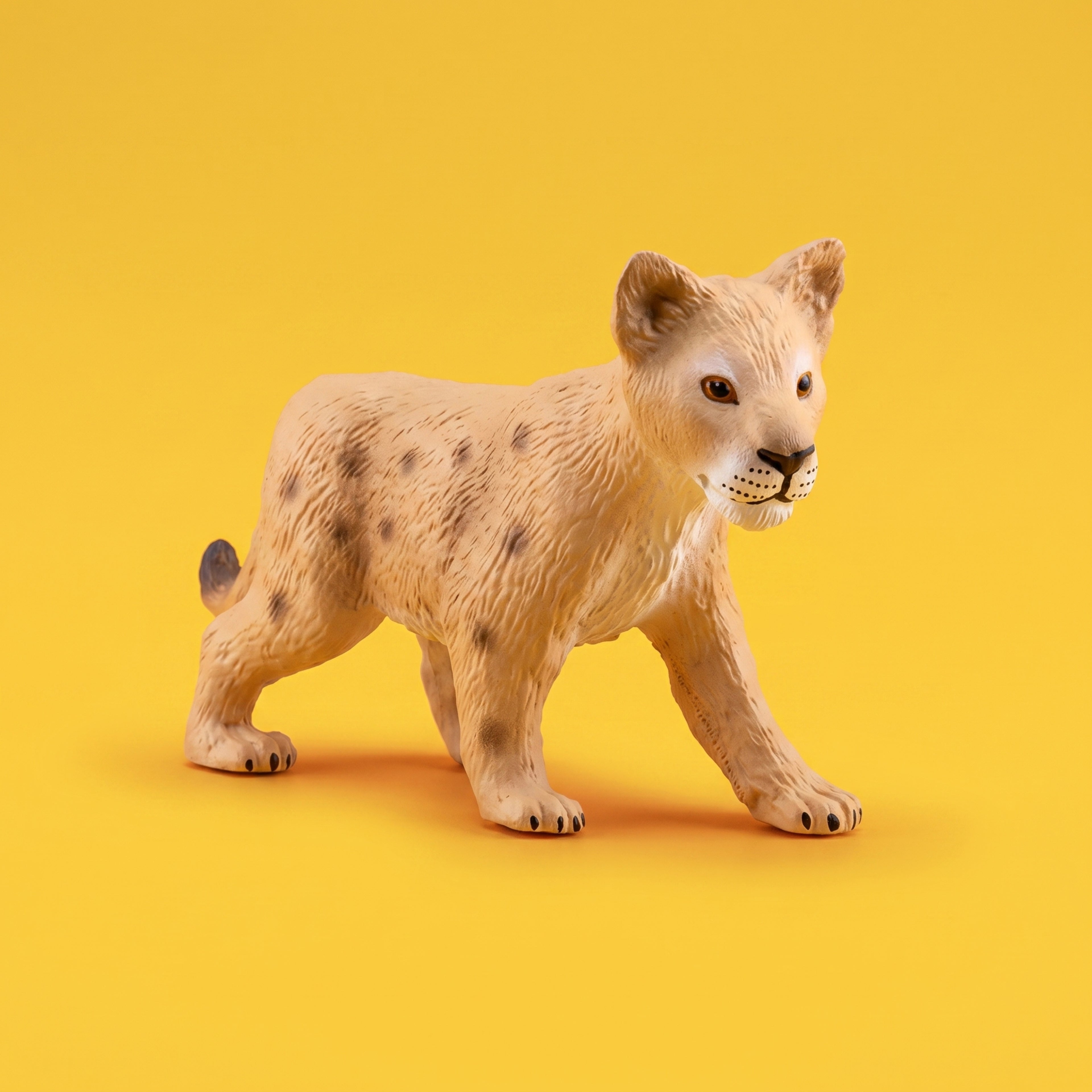Lion Cub