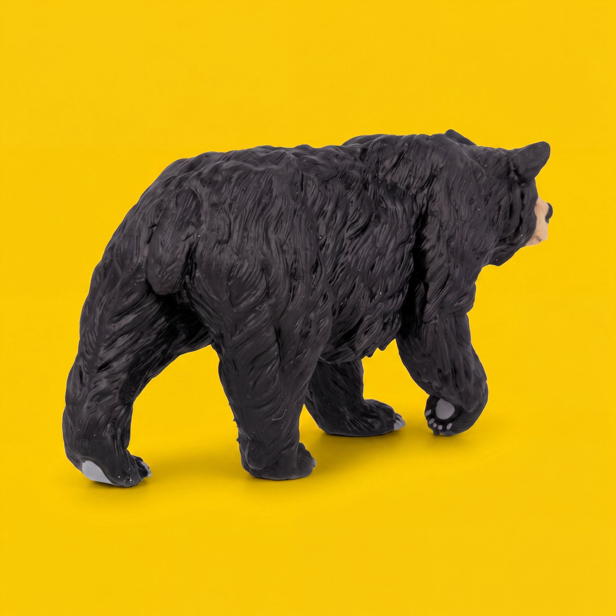 Black Bear