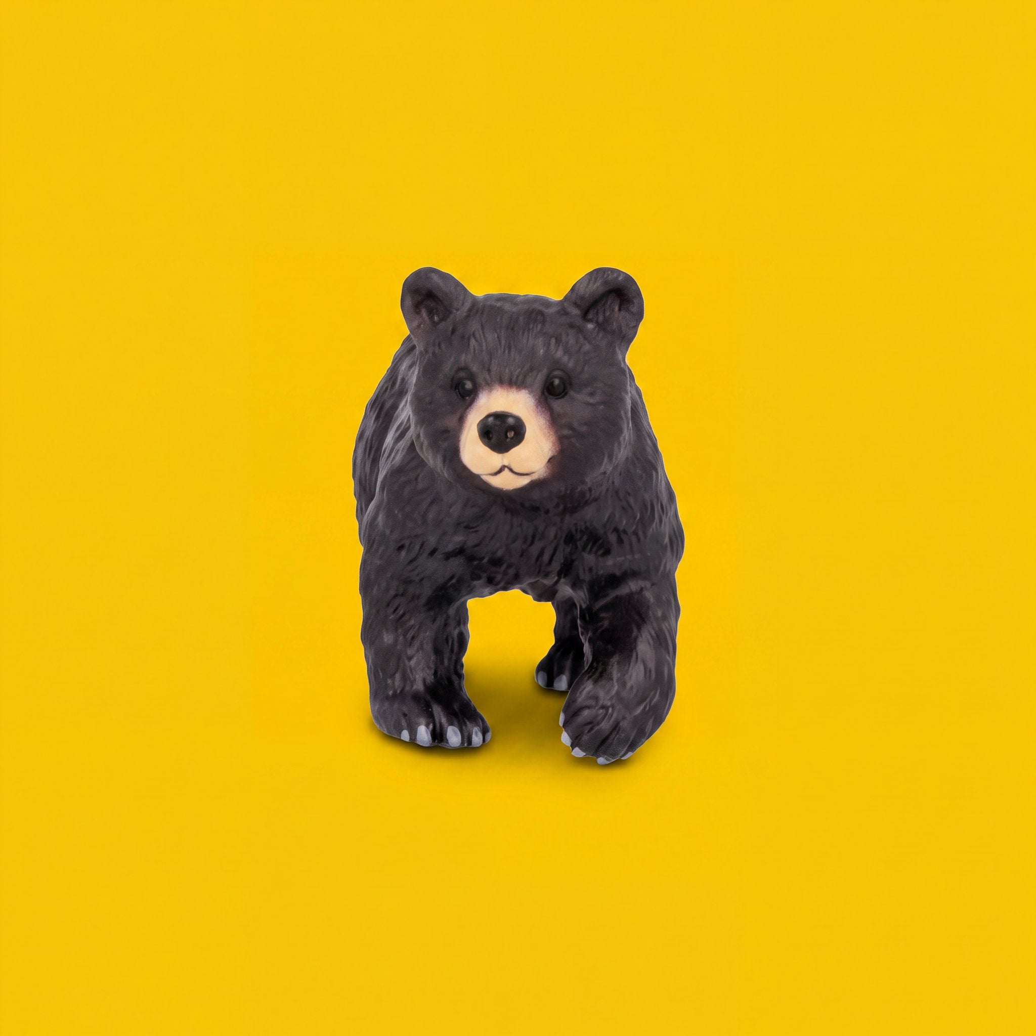 Black Bear Cub