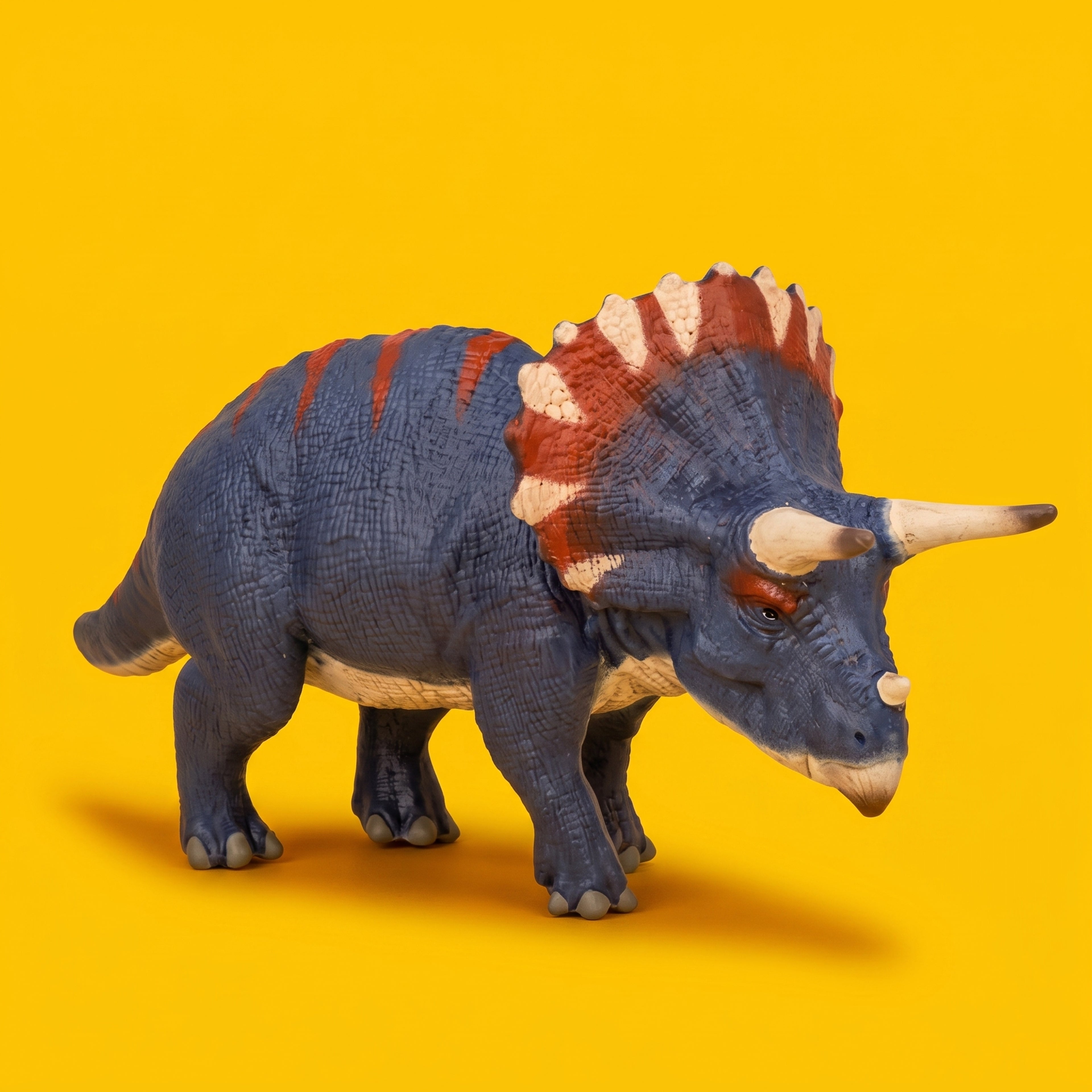 Triceratops