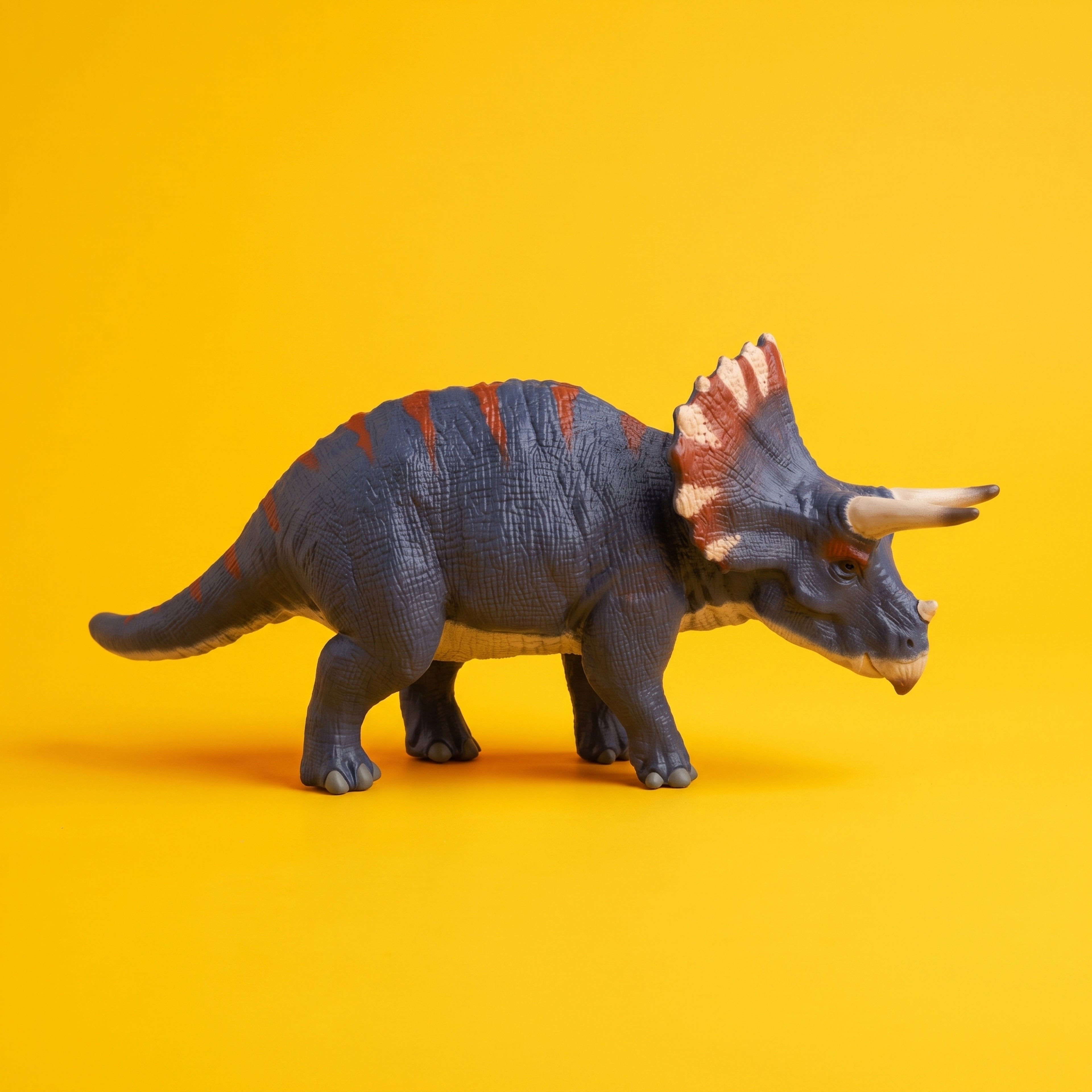 Triceratops