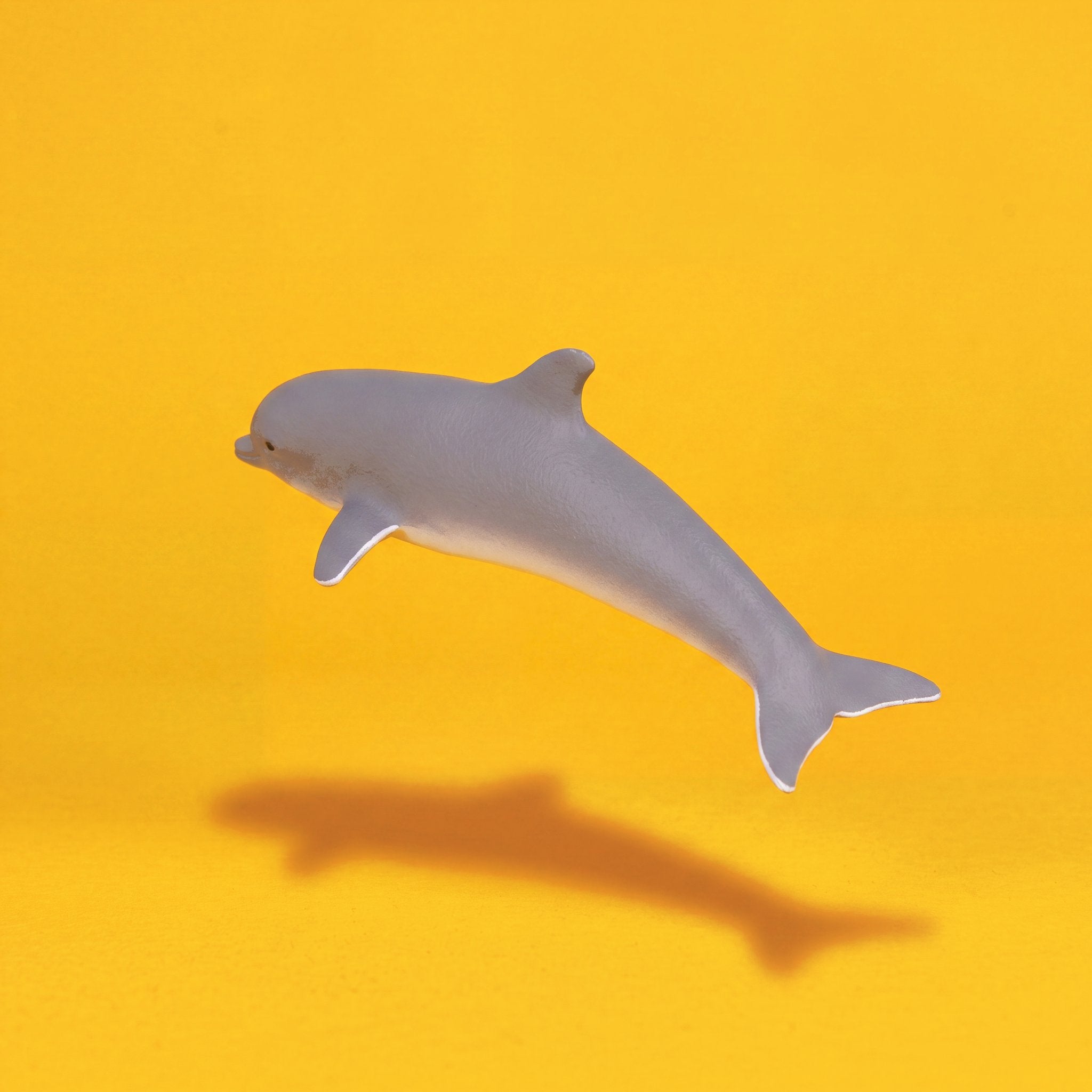 Dolphin