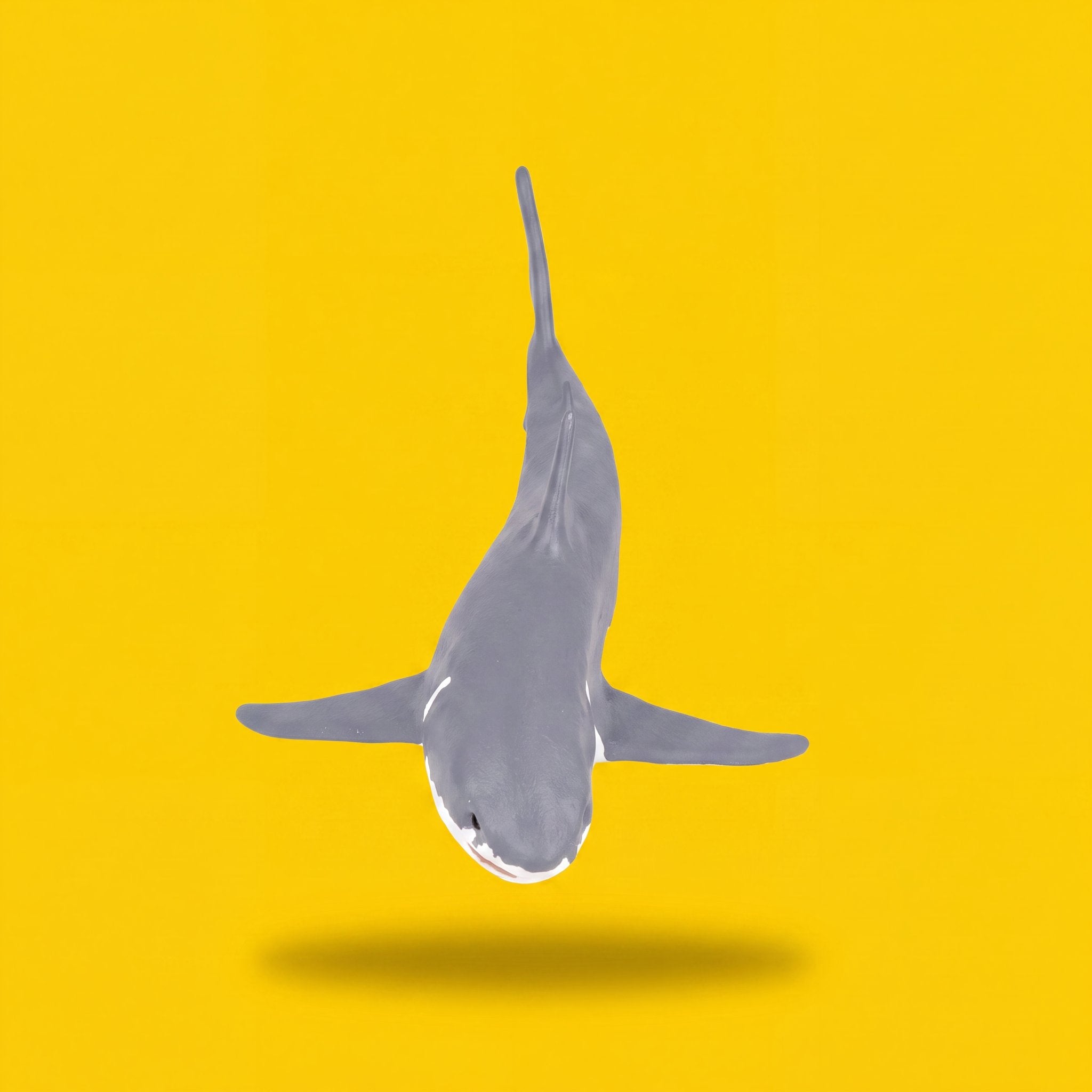 Great White Shark