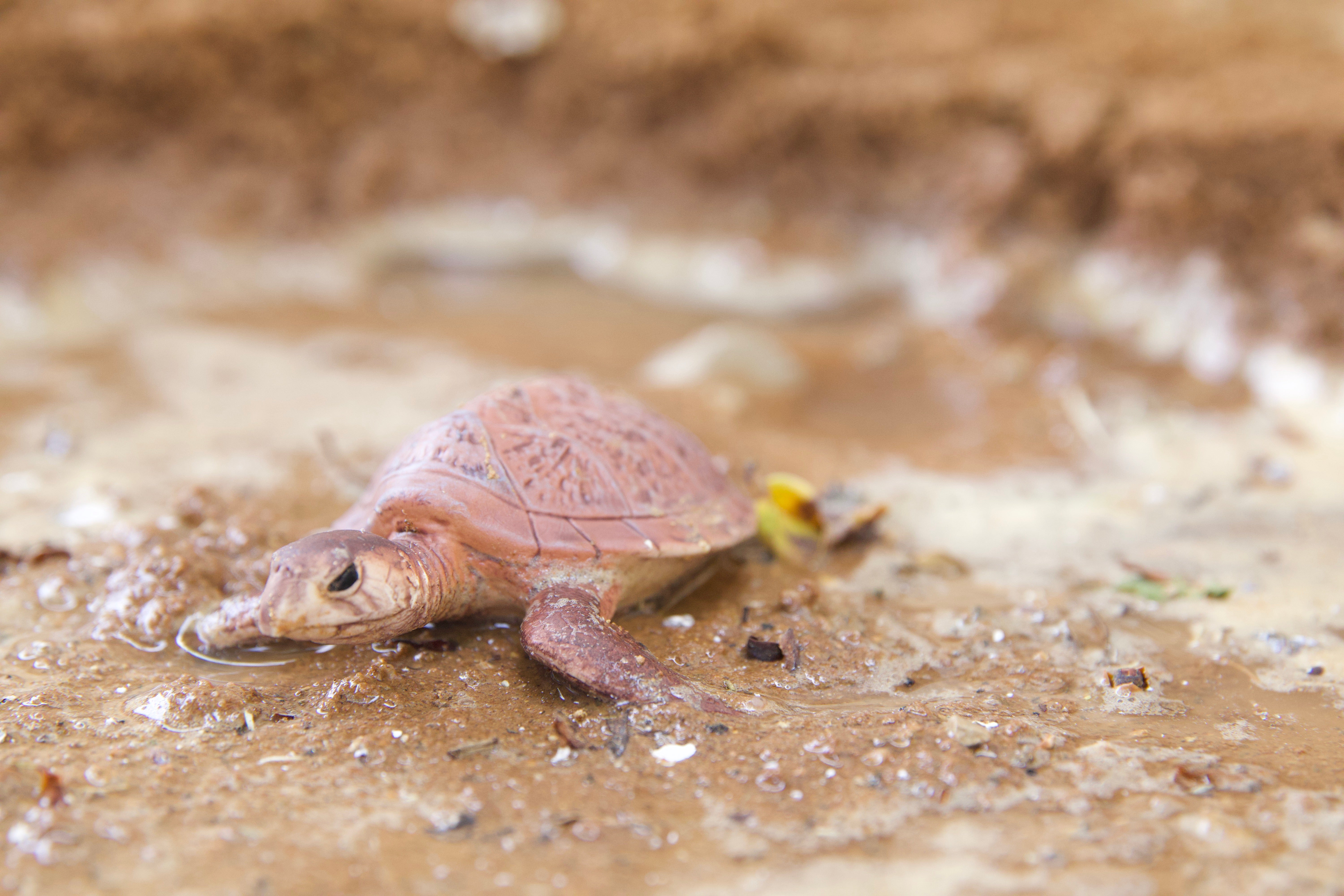 Marine Life animals