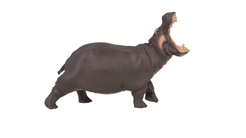 Hippopotamus