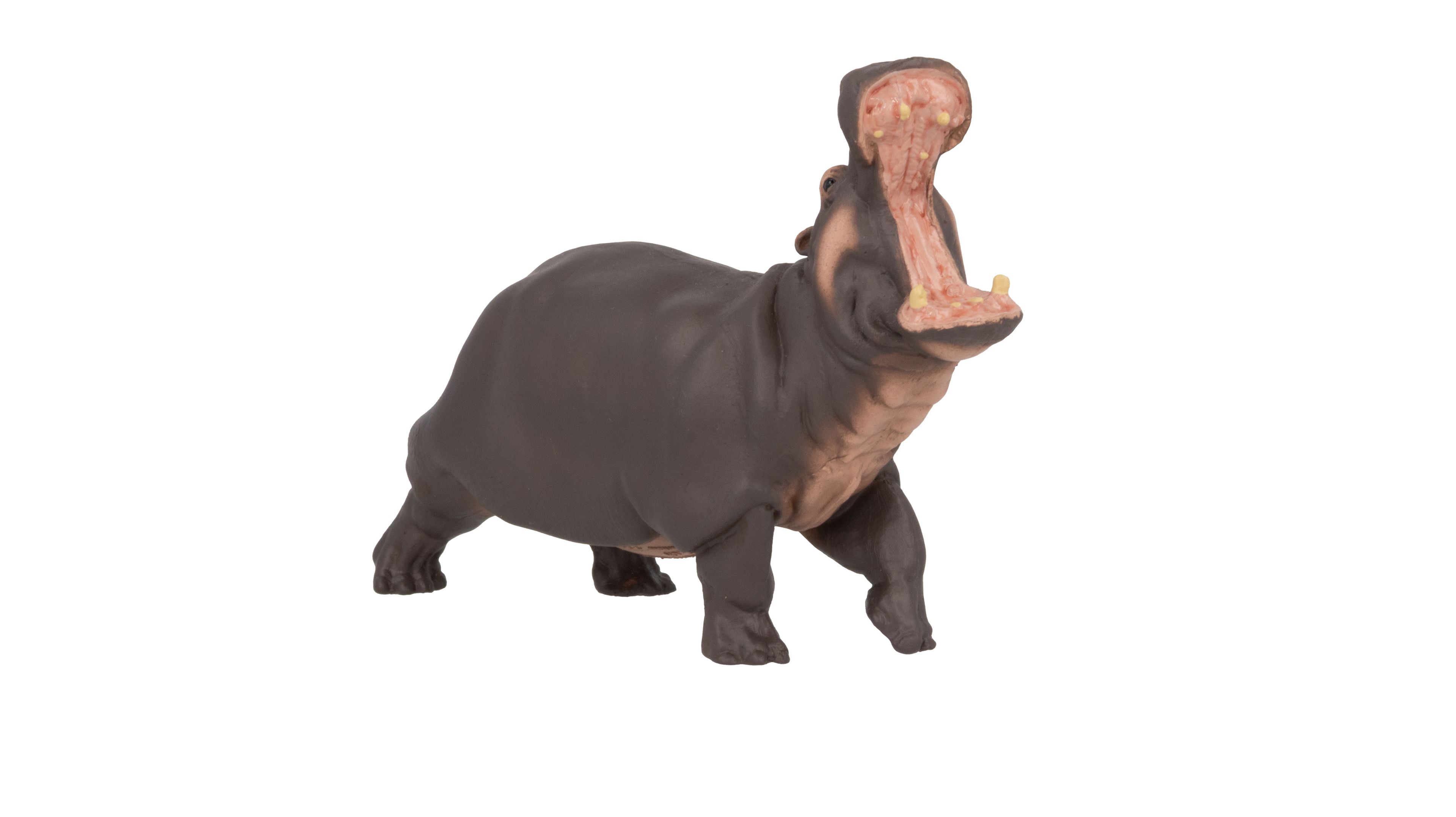 Hippopotamus