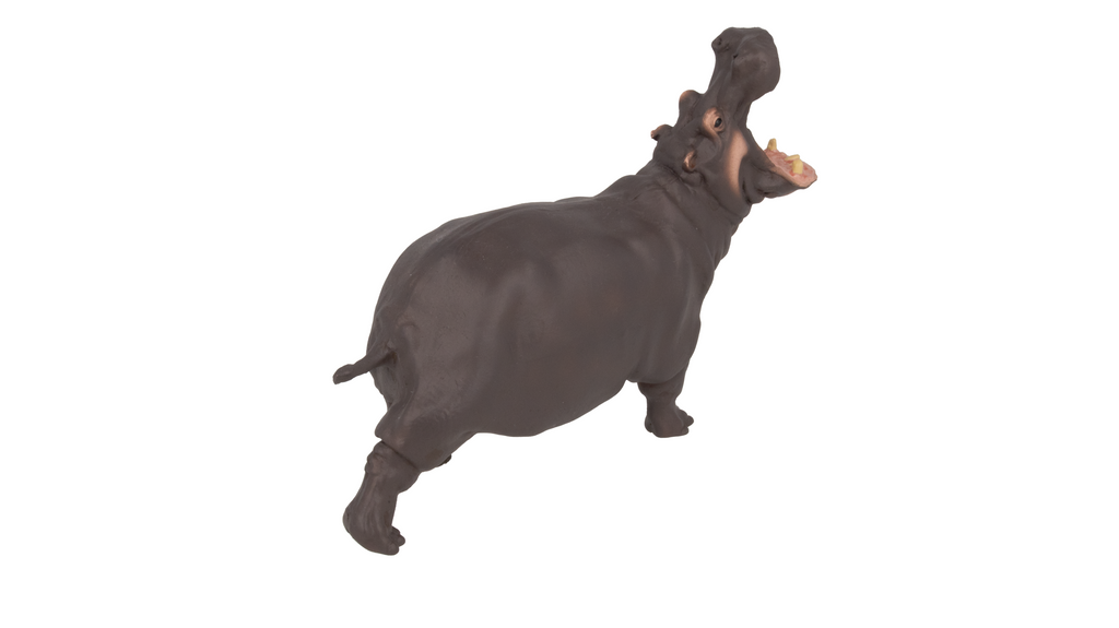 Hippopotamus